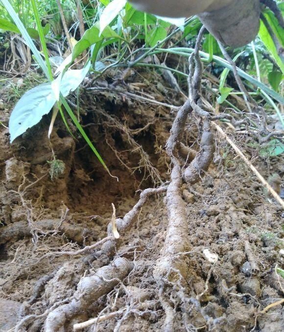 农村价值100元1斤的野草，有农民种它致富，1亩收入8万，方法曝光