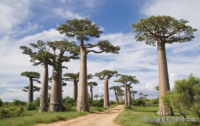  「非洲」非洲网红“生命之树”猴面包树，引进中国后大开眼界长