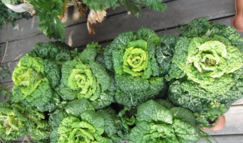  『辣椒』这3种东西，从厨房拿出来，种到阳台上，吃都吃不完