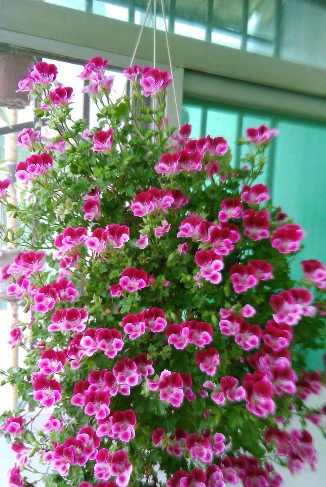  [种植]此花是世界名花，花期几乎全年，灿烂绚丽，种植容易，是盆栽佳品