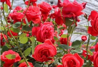 「扦插」玫瑰花的扦插方法
