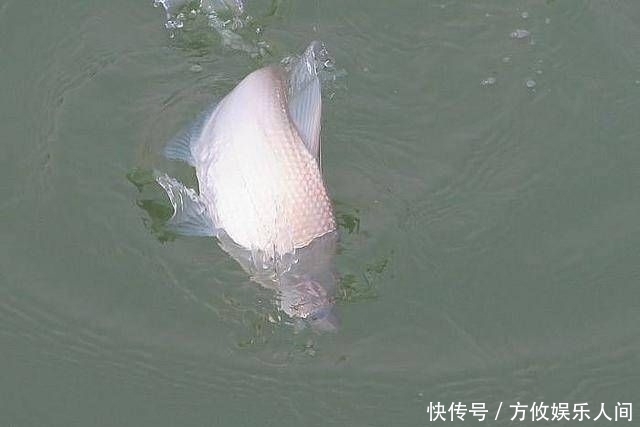 「己钓到的鱼」钓鱼人都有这些特点,不知道你有没有