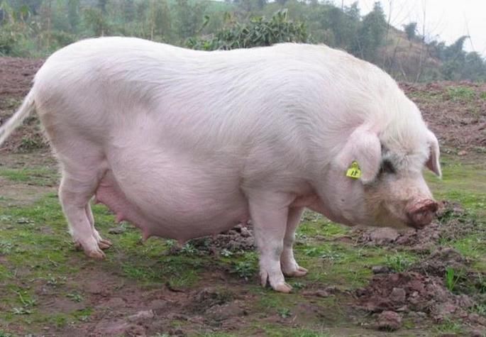 为何农村人都不敢吃母猪肉?迷信还是科学?三