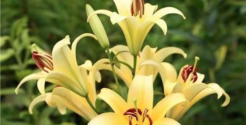  #长春花#这5款“开花机器”，好看好养，一开300多天，花色鲜艳长爆盆
