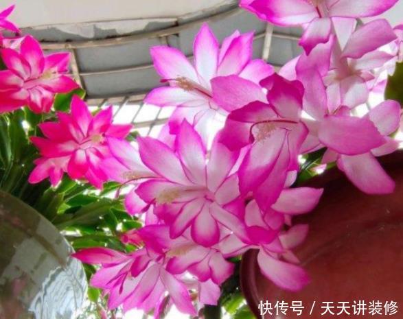 『不停』花期很长的5种花,开花量大能爆盆,一种花有多种颜色,开花不停