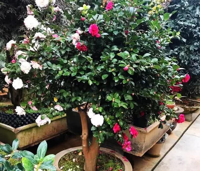  [大越]大花盆养什么绿植好？这3种花，盆越大越旺盛，根系壮，开花多