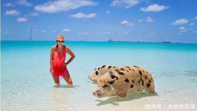 世界上最神奇的岛屿, 岛上全是可爱的猪, 走红后岛上却尸横遍野