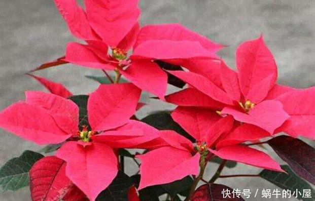 [家里]客厅养花“别随便”，这4种再好看也不能养，尤其第三种，快扔掉