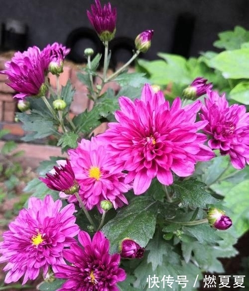 #学以致用#菊花养护小攻略,最基本的4点,学以致用,促进菊花花苞生长