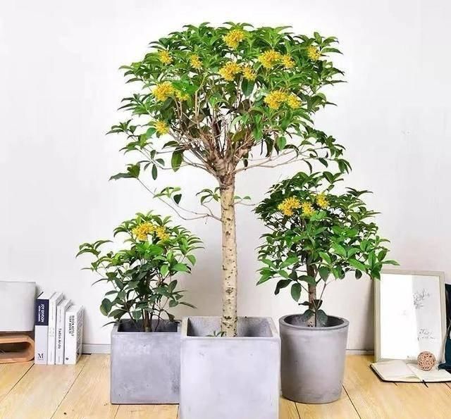  『全家』细菌最讨厌这六种花，家里养一盆，呵护家人健康，全家少生病