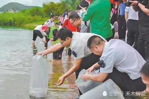  重视|曾被大量打捞，面临绝迹后才得到重视，如今野生稀缺，全靠