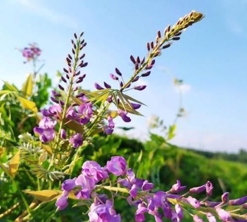  『簇簇』阳台养盆紫藤花，开出簇簇“花瀑布”，美轮美奂