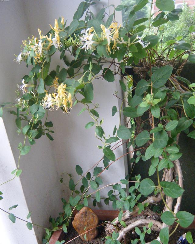  「光照」阳台光照充足，就养“3种花”，不怕晒不怕热，长成瀑布开成花海