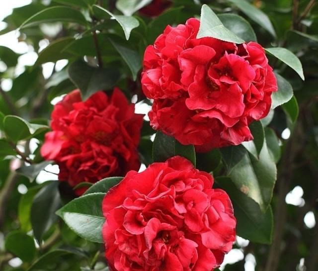  『漂亮』喜欢在室内养护漂亮的花卉，就选3种花卉，花色绚丽，花量繁多