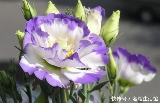  洋桔梗@喜欢在家中养护花卉，就选择花色艳丽，花期长，寓意美好的花卉养