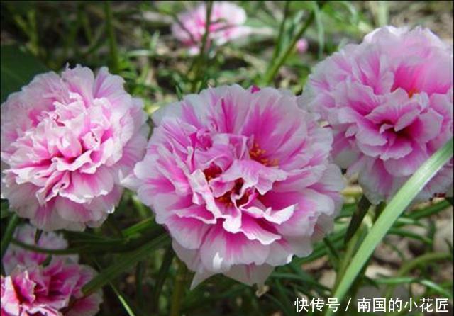  【家里】家里有这几种花，不愁没花养，剪根枝多盆花