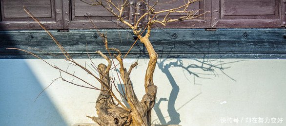 价格几千块的老树根只有农村有，农民不识货把它当柴烧，真是可惜