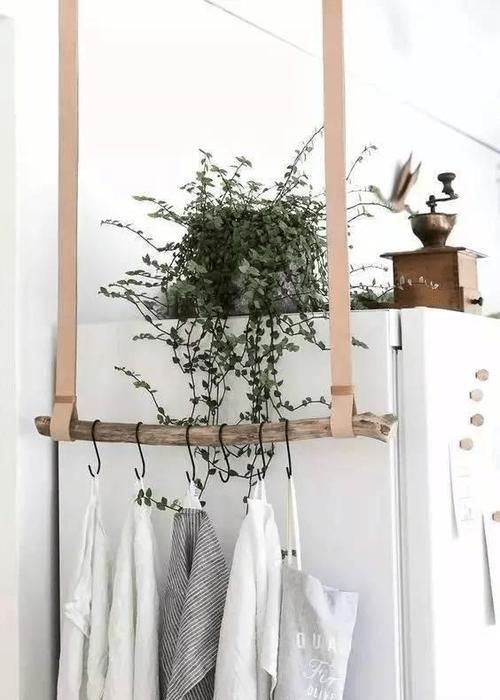 爱之蔓:这7种垂吊植物美翻了,你还在养绿萝、吊兰吗?