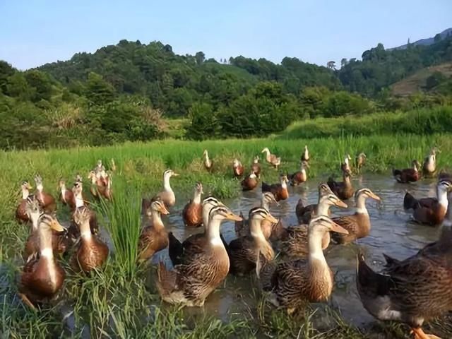  「养殖场」养殖场遇拆迁，养殖户的损失如何赔偿？