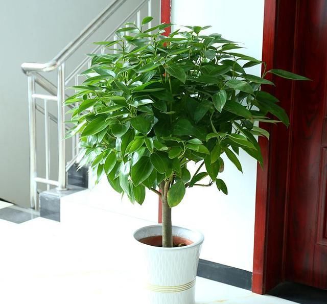  植物■这“2种”植物，放在家里，旺财还喜庆，过年花友都在养！