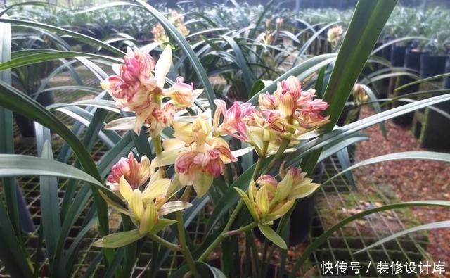  【送植料】9块9的兰花可以养吗？不信邪，看花友们的倾诉，笑出了腹肌