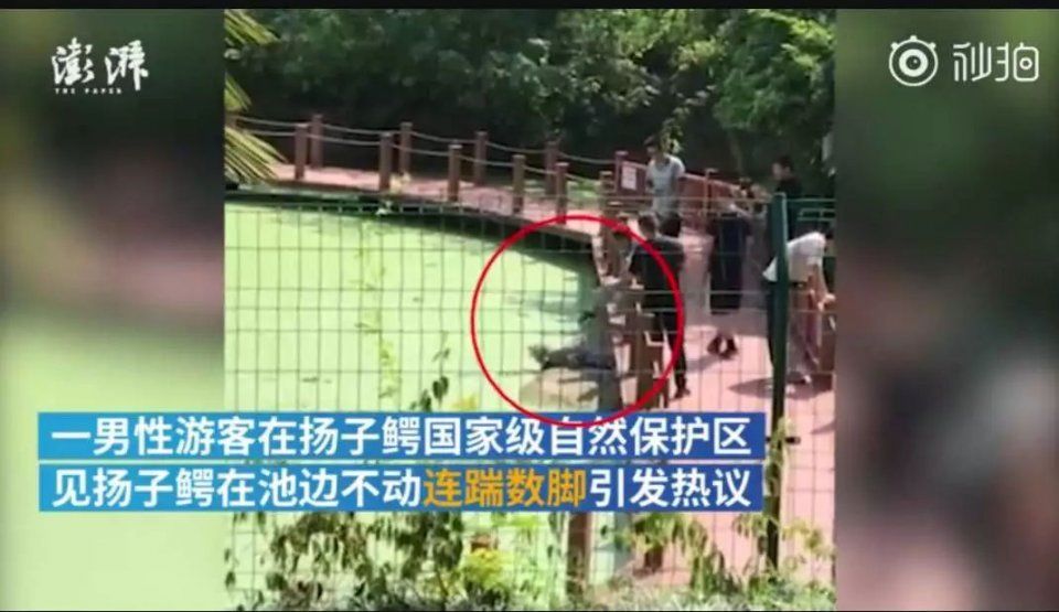 网红Saya殴打孕妇:我的粉丝300万，让你流产怎么了?