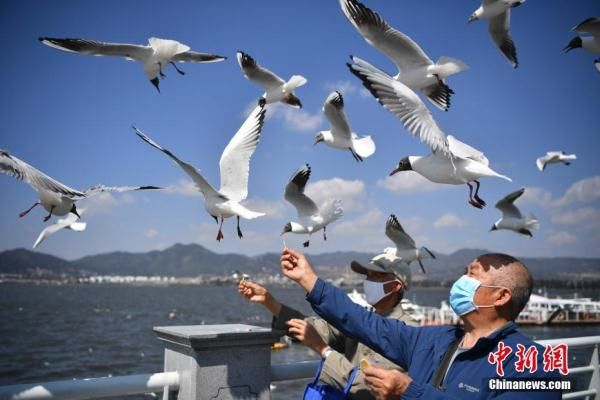  市民在昆明市海埂大|红嘴鸥即将回家 昆明市民送别老朋友