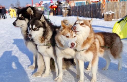 中国最冷村庄不在东北？这里气温低至-58℃，美景不输雪乡