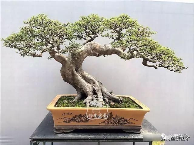  「作品」有年功的盆景，品相好，价值高！