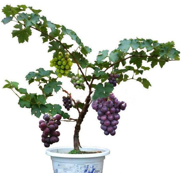  果树：阳台上种上6种果树，水果不用买，随吃随摘，大人孩子都喜欢