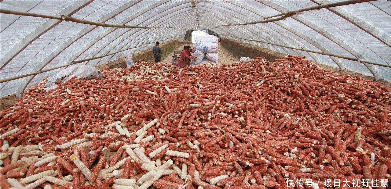 农民当柴烧的玉米芯，有人3毛一斤收购，一年收入十几万！