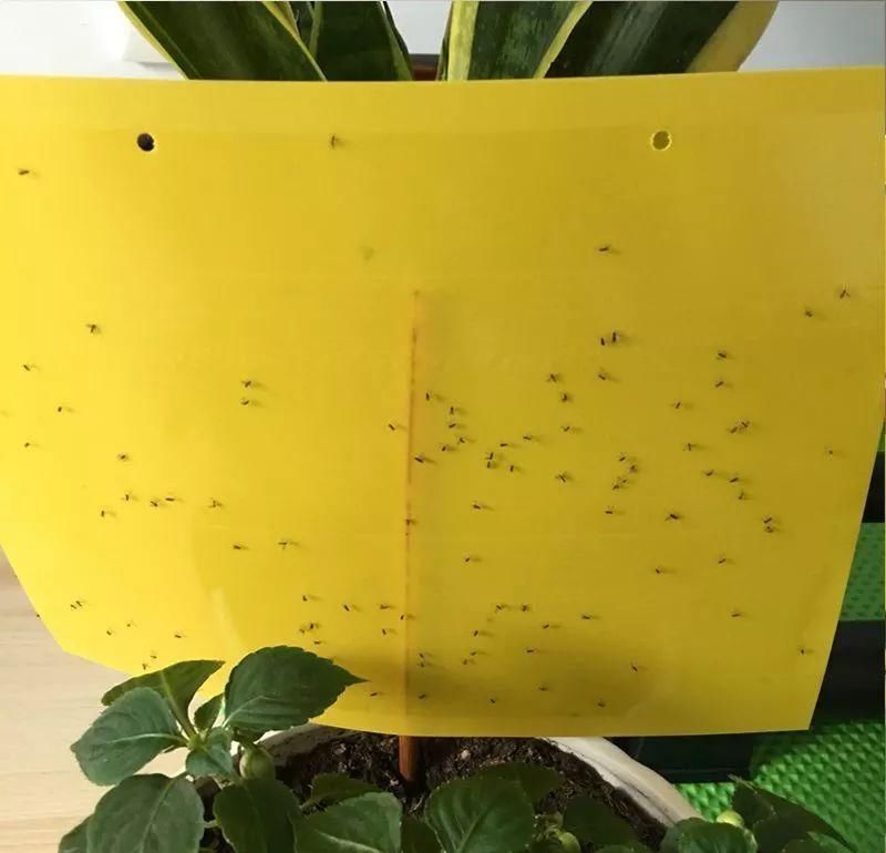  #吃不完#阳台这样种菜, 一年到头摘个不停, 吃不完还能送人!
