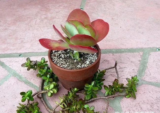  [植物的侧芽]轻松繁殖多肉植物的三种方法，不要觉得养多肉有多难