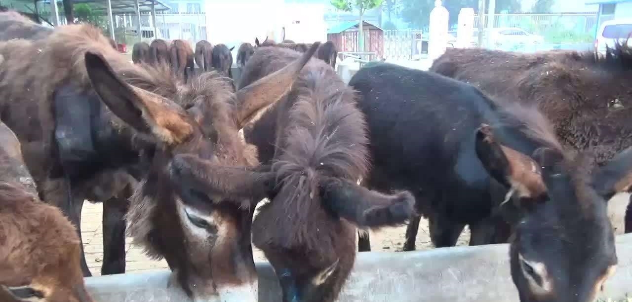 未来5年，农民养殖什么最赚钱？不是养猪，也不是养鸡！