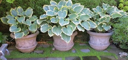 『旺盛』玉簪花养成院子里清新的开花盆栽,在遮阴处也能生长旺盛