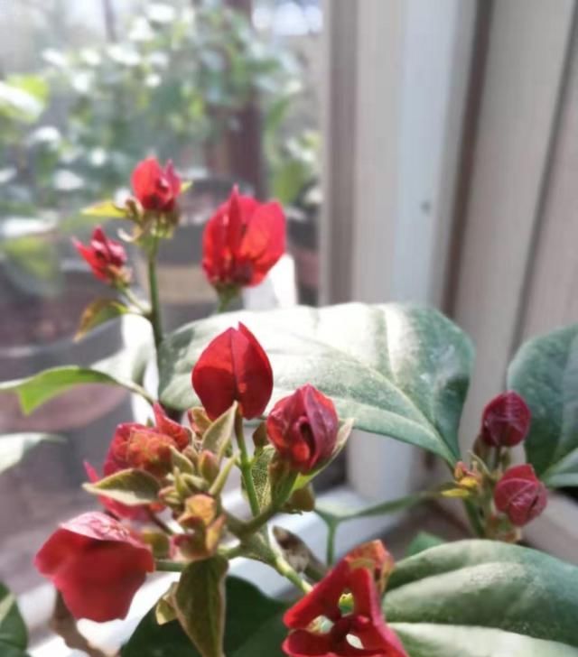  三角梅@三角梅只长叶子不开花，掌握4点，开花一簇一簇，爆满枝