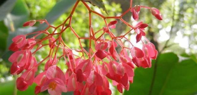  『花儿』想养花就扦插一盆这花，一节枝种一盆，花儿一开就是大半年，美！