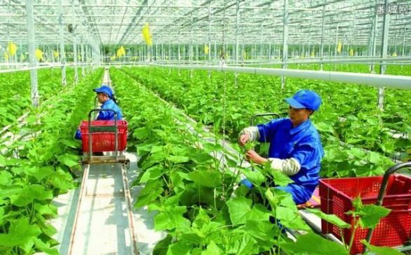 有本钱的农民朋友可以回家试试这2个项目未来几年，会很吃香