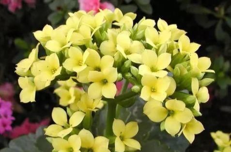 「玫瑰」喜欢玫瑰,不如养盆“精品玫瑰”影星,花开靓丽粉艳,惹人喜爱