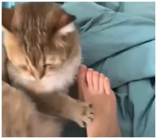 小伙■小伙给猫咪尝了尝臭脚,猫咪也是情商高先森,我先溜为敬
