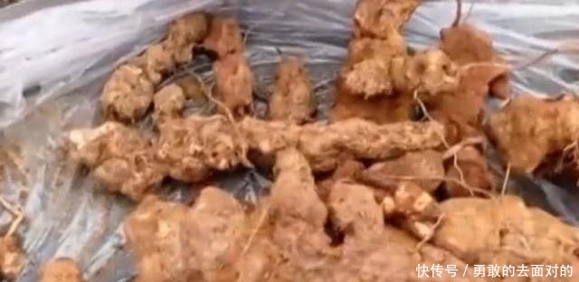 农村叫山猪粪的野草，以前不受重视，如今一斤60元是名贵草药