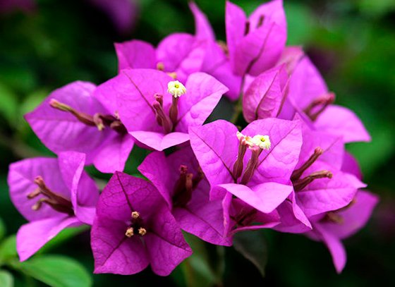  『小花』非常容易长爆盆的5种小花，懒人也能养出一片花海，霸占整个阳台