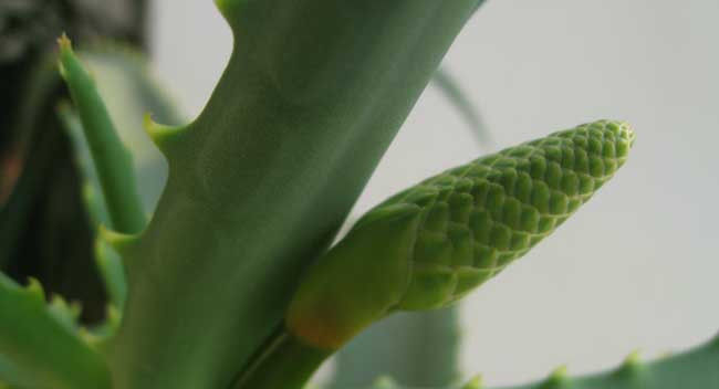  【植物】芦荟一般什么时候开花?