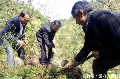 农民发财的新门路！人工种植一斤能卖60元，野生的几乎绝迹！