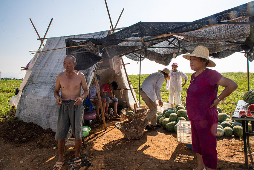 实拍七旬老汉湖边种西瓜，天天吃住瓜庵中，炎热中收获，苦中有乐