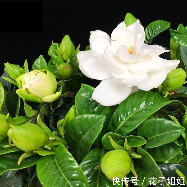 #栀子花#栀子开花时间又到了,做好这几点,开花洁白纯净,散发满屋栀子香