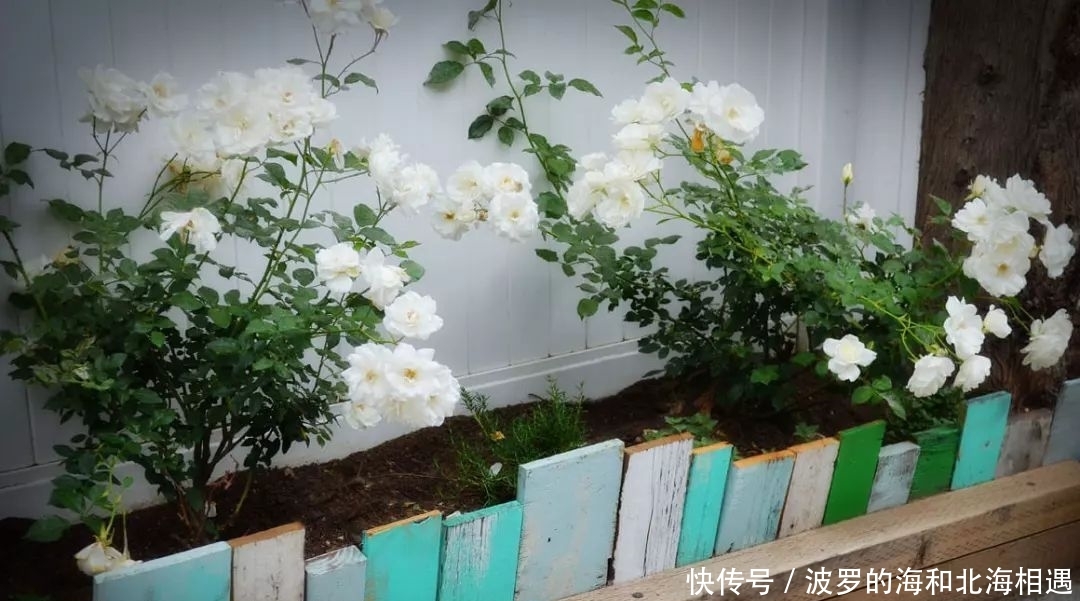 『花钱』捡来的玻璃瓶插在花池边,美观还不花钱,邻居都跑来参观