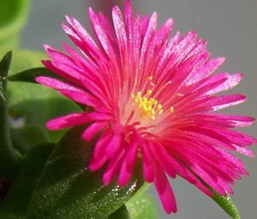  『露台』家有露台，就选这四款花卉，丢盆里就疯长，花色迷人，花苞蹿满头