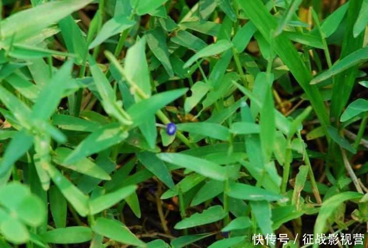  #药草#田边这种“瓜子草”，以前农民见1株拔1株，如今知道能卖