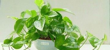  「家里」老花农养绿萝，就用2种水，全年不施肥，长得绿油油，新叶呼呼冒